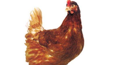 青年鸡育雏批发厂浅谈青年鸡的饲养管理技术