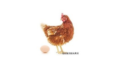 蛋鸡苗，青年鸡