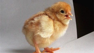 蛋种鸡批发浅谈咋协调冬季蛋鸡舍通风与保温之间的关系