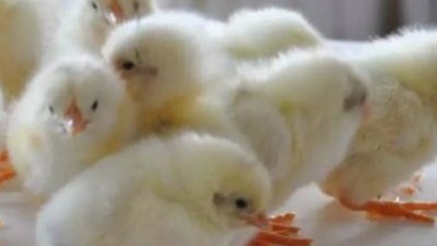 养鸡要注意鸡病的传播途径