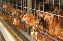 海兰褐青年鸡，60日龄青年鸡，青年鸡育雏场