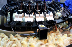 河南青年鸡育雏场，安徽青年鸡育雏场、山东青年鸡育雏场