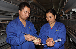 阳光禽业产品质量