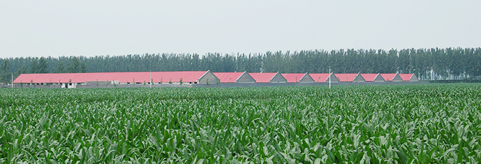 河南阳光禽业青年鸡育雏场