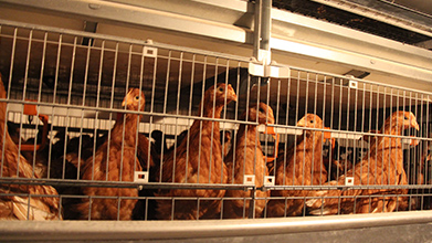 河南海兰褐青年鸡育雏场