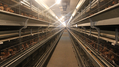 河南青年鸡育雏场