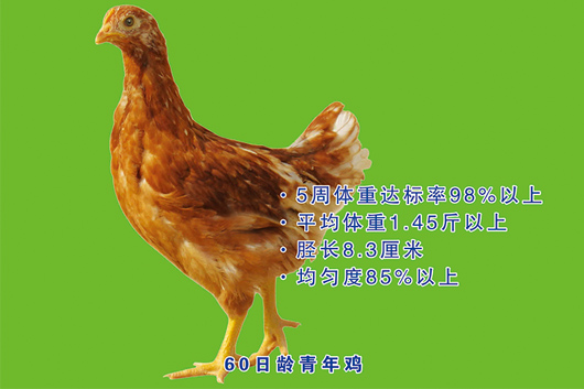 罗曼灰海兰褐青年鸡批发