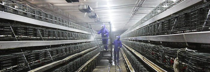 阳光禽业青年鸡育雏场内景