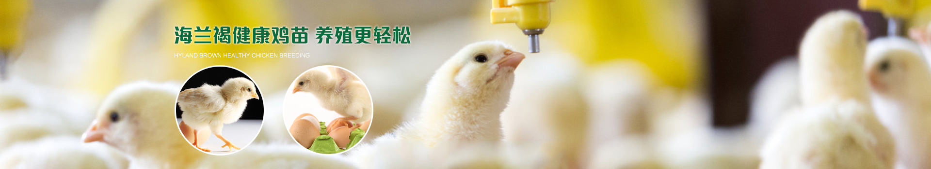 阳光禽业蛋鸡苗批发