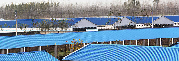 阳光禽业养殖基地