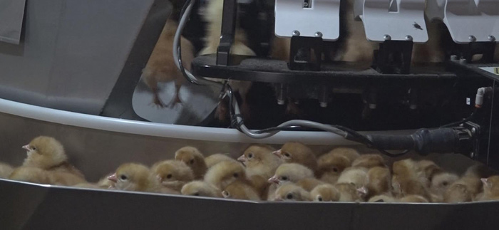 阳光禽业客户案例-濮阳台前孟先生