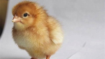 蛋鸡鸡舍冬季通风的关键点以及常见误区