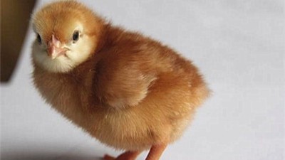 蛋鸡养殖场遇到常见的绦虫鸡绦虫怎么办