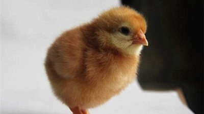 蛋鸡苗批发解析鸡传染病的四大预防措施