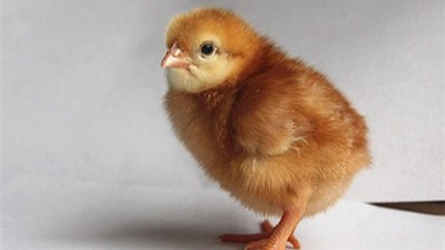 蛋鸡养殖过程中发现蛋鸡啄蛋不要慌，看完你就知道怎么做