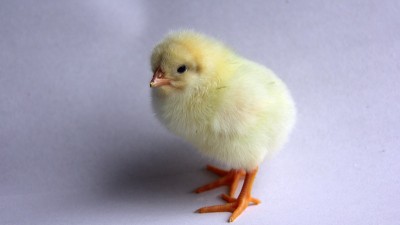 养鸡经验分享：如何预防鸡病发生