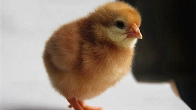 春季蛋鸡养殖舍消毒有哪些注意事项