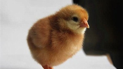 关于蛋鸡养殖场的选址问题介绍