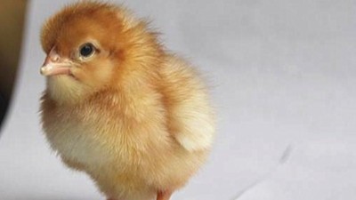 海兰褐蛋鸡饲养标准有哪些呢