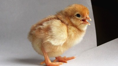青年鸡饲养与管理关键需要注意那些方面