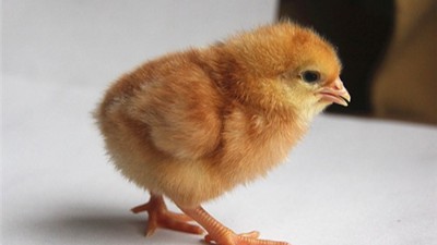蛋鸡苗怎么购买？蛋鸡苗选购要点有哪些