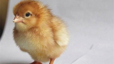 注意啦！海兰褐蛋鸡养殖中不可忽视管理细节