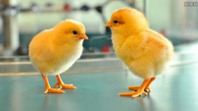 蛋鸡苗  阳光禽业