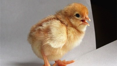 海兰褐蛋鸡苗批发价格是多少钱一只