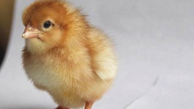 蛋鸡养殖孵化基地总结的提高青年鸡成活率的六个方法