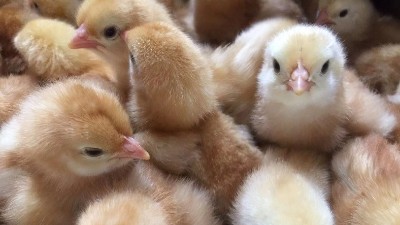 阳光禽业浅析：养鸡人谈养鸡，让人值得深思!