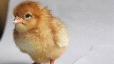 青年鸡养殖时应在什么时候增加维生素的用量