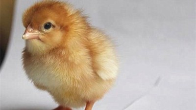 蛋鸡输卵管脱垂是什么原因造成的?该如何预防