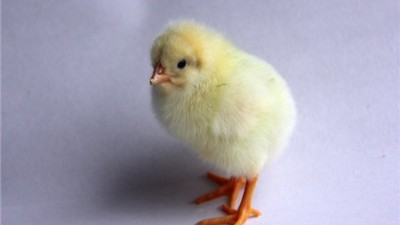 蛋鸡苗批发讲述如何提高罗曼灰蛋鸡苗的养殖效益