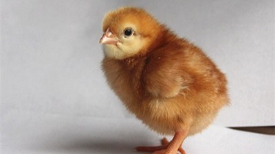 冬季蛋鸡饲养管理需要注意些什么