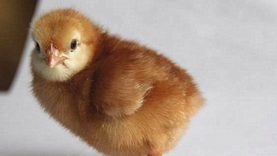 蛋鸡苗批发教你怎样防备鸡瘟