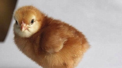 蛋鸡青年鸡养殖现状和未养殖前景怎么样
