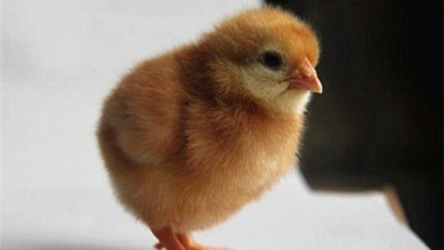 蛋鸡冬季养殖补光有哪些方面需要注意