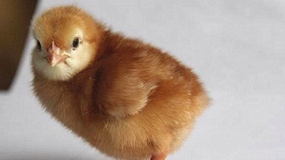 养殖的海兰褐青年鸡出现腹泻是怎么回事