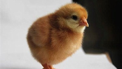海兰褐蛋鸡苗养殖通风需要注意哪些方面