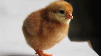 关于蛋鸡饲养要点到底有哪些
