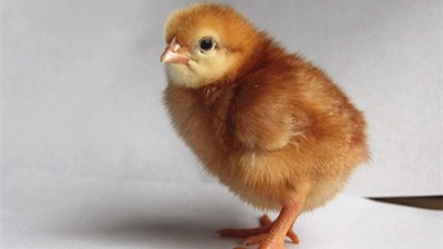 蛋鸡养殖中几种常见的发病表现你知道吗