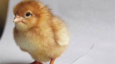 春季蛋鸡感冒的发病原因及防治思路