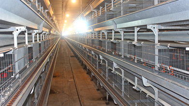 进口大荷兰人青年鸡育雏设备