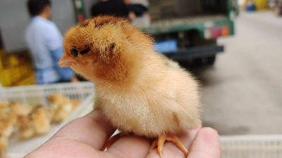 蛋鸡苗孵化厂分享如何挑选优质鸡苗的技巧